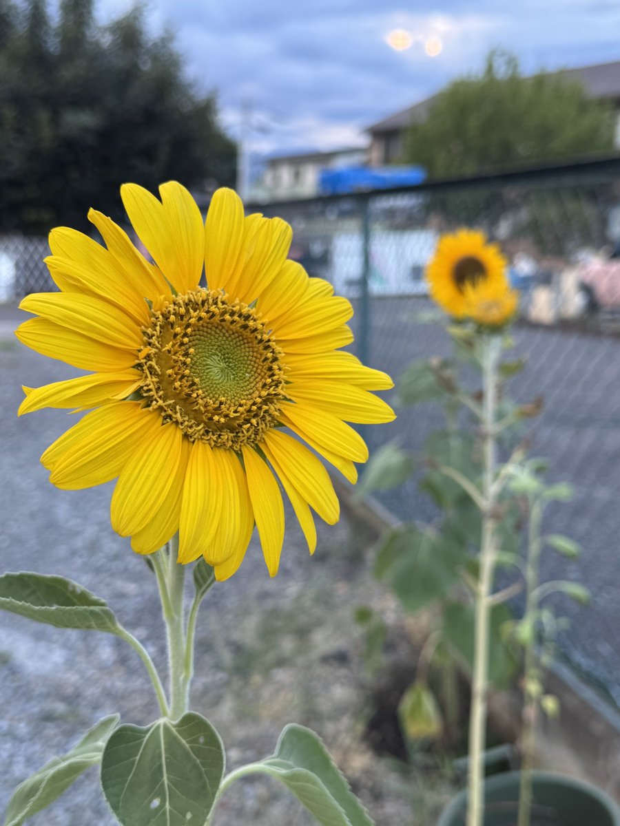 jo_8qow's tweet photo. 皆んなにも共有したげる、俺のひまわり https://t.co/hTVV6xrU1a