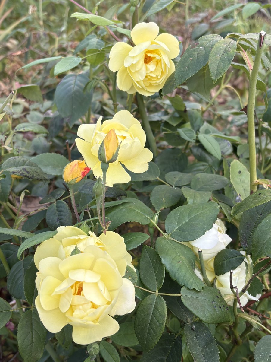 papaver's tweet photo. Today’s favourite rose - Blythe Spirit - a charming yellow #roses #myroses #gardening #mygarden https://t.co/MyXUczkb3C