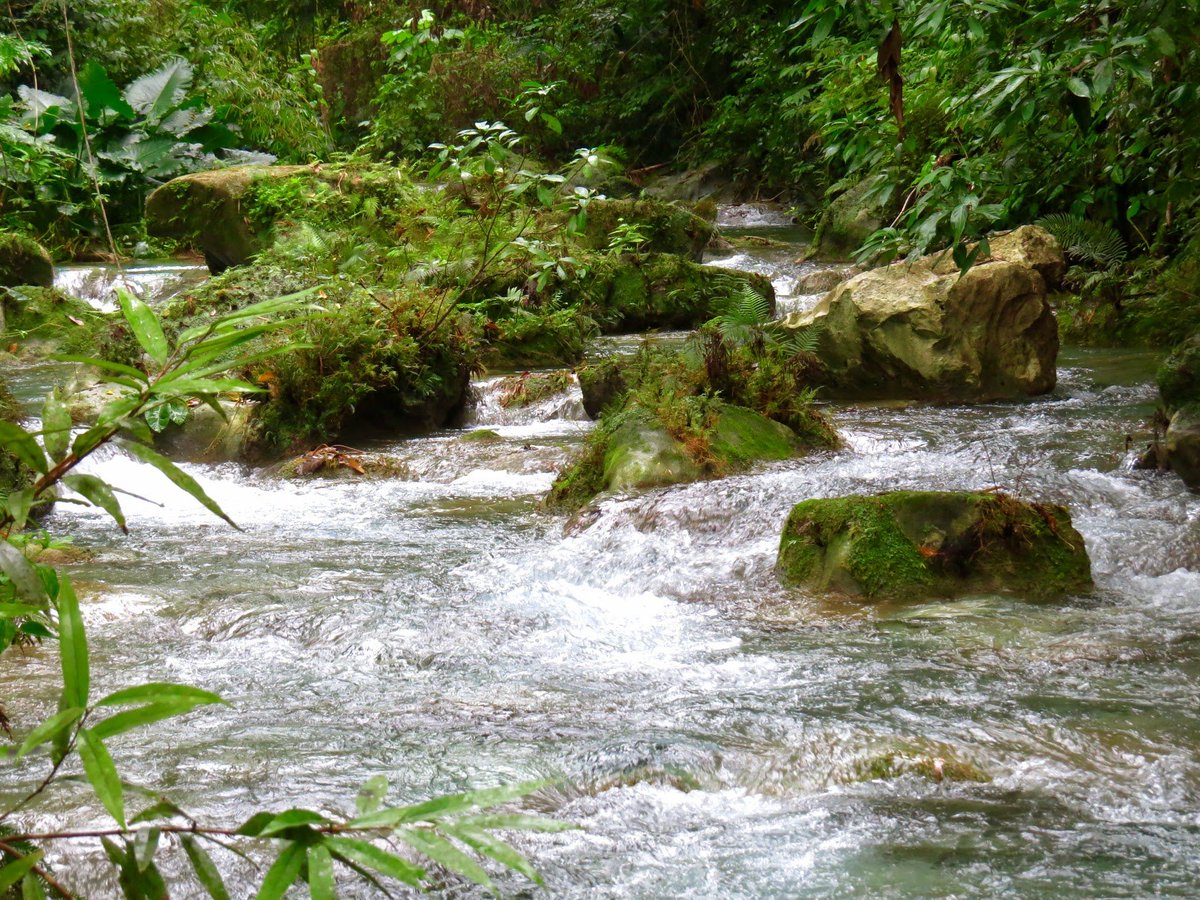 saranstm's tweet photo. Driver's river, Jamaica.. https://t.co/QyeLK03LFo