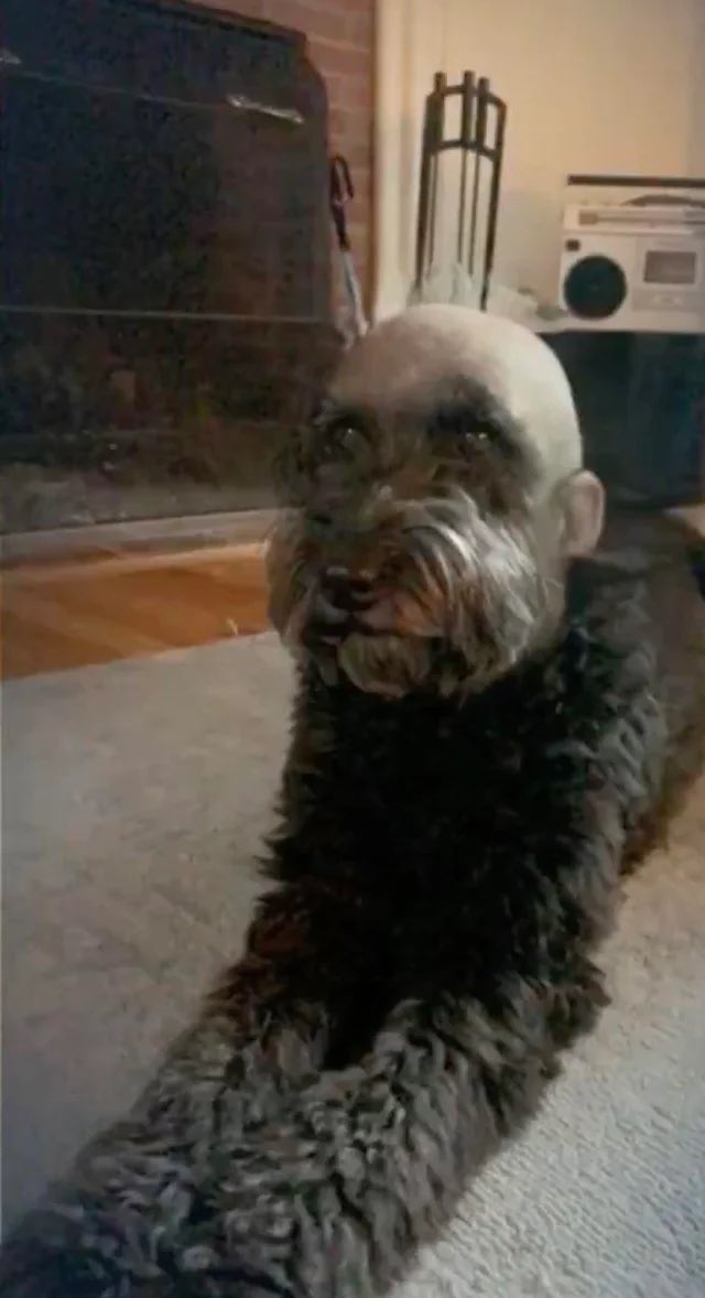 statutos__'s tweet photo. dopo anni e anni di ricerca, finalmente il mio primo cane 
Benvenuto in famiglia Piolone https://t.co/TZdsO26mGg