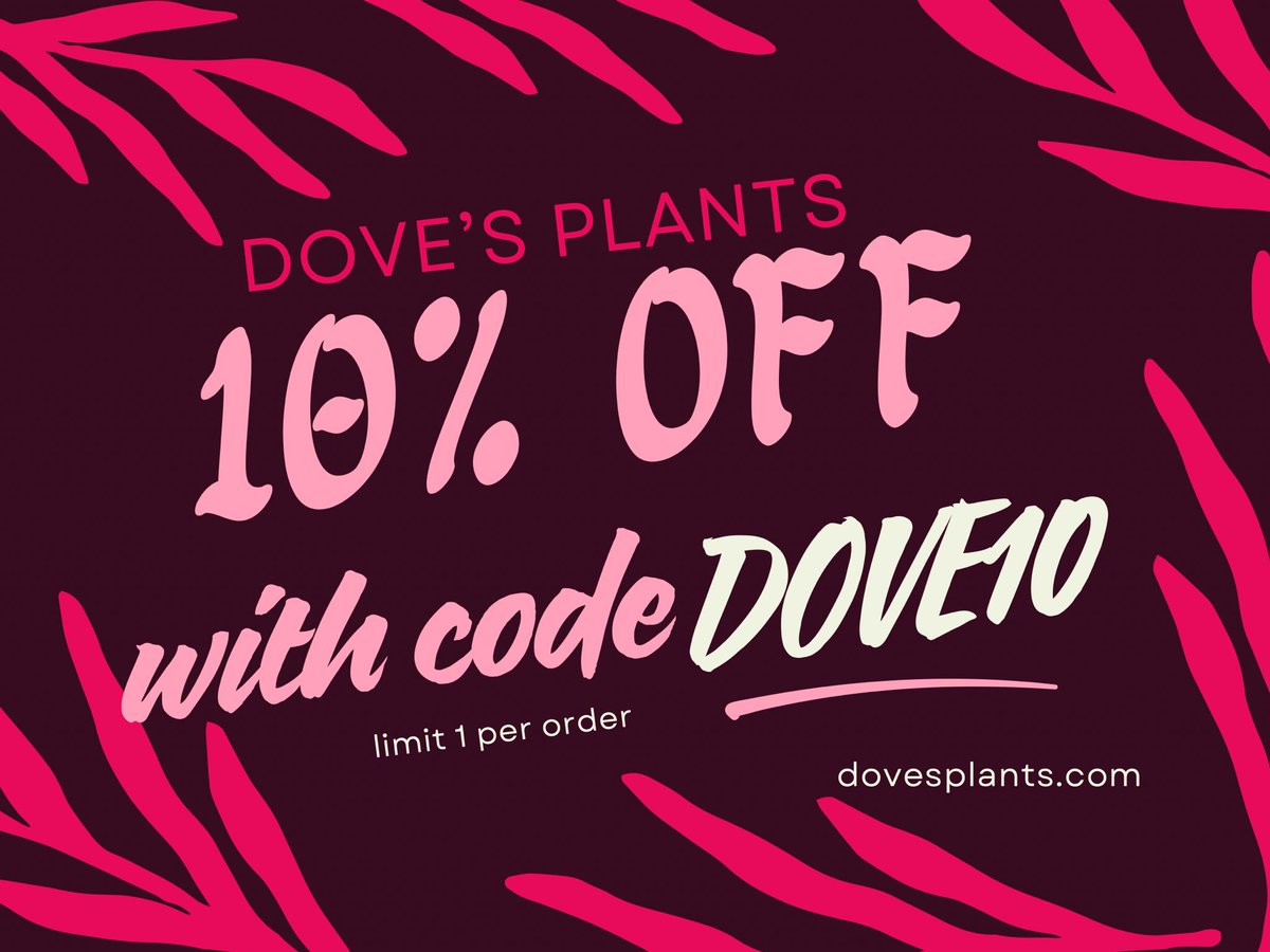 dovesplants's tweet photo. celebrate midsummer with 10% off your next air plant order over on my website 🌱✨ https://t.co/YxF6TwQHWJ