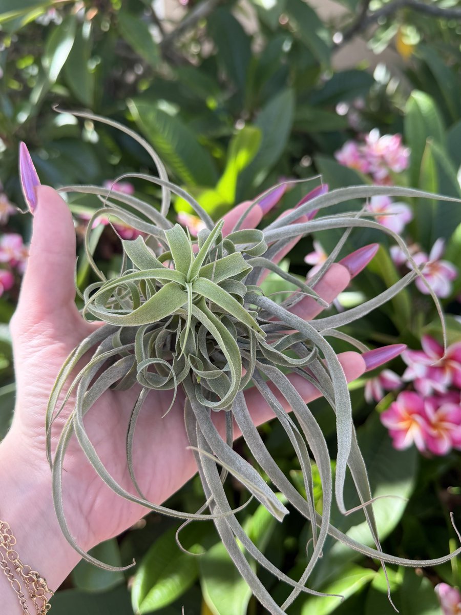 dovesplants's tweet photo. celebrate midsummer with 10% off your next air plant order over on my website 🌱✨ https://t.co/YxF6TwQHWJ