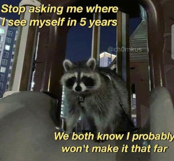 ShouldHaveRacc's tweet photo. https://t.co/3ELfIxDLts