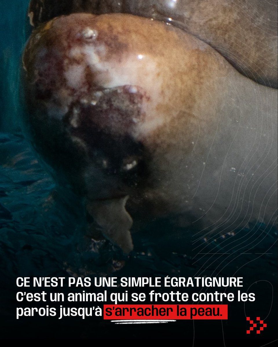 SeaShepherdFran's tweet photo. Sur son rostre, on distingue au moins trois lésions à différents stades : de la peau arrachée, de la fibrine et un tissu cicatriciel plus ancien.

Autrement dit : ce dauphin se serait blessé à plusieurs reprises.

Ces lésions sont compatibles avec un comportement appelé rostrum rubbing : le dauphin frotte son rostre contre les parois, encore et encore, jusqu’à se blesser. Un comportement associé à l’ennui et au manque de stimulation.
Ce dauphin vit dans un espace encore plus petit qu’avant. Malaga ne réglera pas le problème et risque même de l’amplifier.

Le danger n’était pas de le déplacer.

Mais de l’envoyer là.

En pleine canicule.

Dans des conditions encore moins adaptées.

Nous défendons une solution temporaire réellement protectrice, comme Beauval, en attendant une véritable solution : la création d’un sanctuaire.