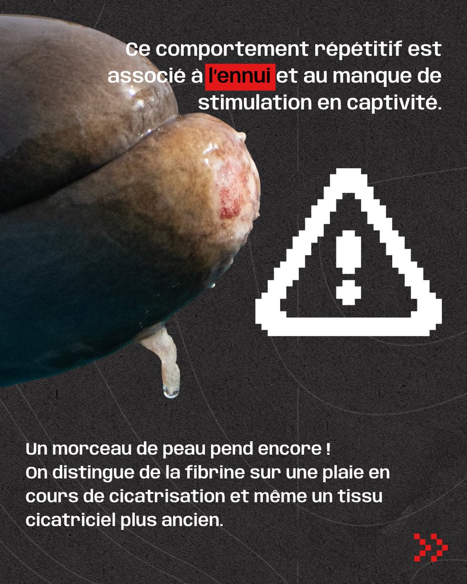 SeaShepherdFran's tweet photo. Sur son rostre, on distingue au moins trois lésions à différents stades : de la peau arrachée, de la fibrine et un tissu cicatriciel plus ancien.

Autrement dit : ce dauphin se serait blessé à plusieurs reprises.

Ces lésions sont compatibles avec un comportement appelé rostrum rubbing : le dauphin frotte son rostre contre les parois, encore et encore, jusqu’à se blesser. Un comportement associé à l’ennui et au manque de stimulation.
Ce dauphin vit dans un espace encore plus petit qu’avant. Malaga ne réglera pas le problème et risque même de l’amplifier.

Le danger n’était pas de le déplacer.

Mais de l’envoyer là.

En pleine canicule.

Dans des conditions encore moins adaptées.

Nous défendons une solution temporaire réellement protectrice, comme Beauval, en attendant une véritable solution : la création d’un sanctuaire.