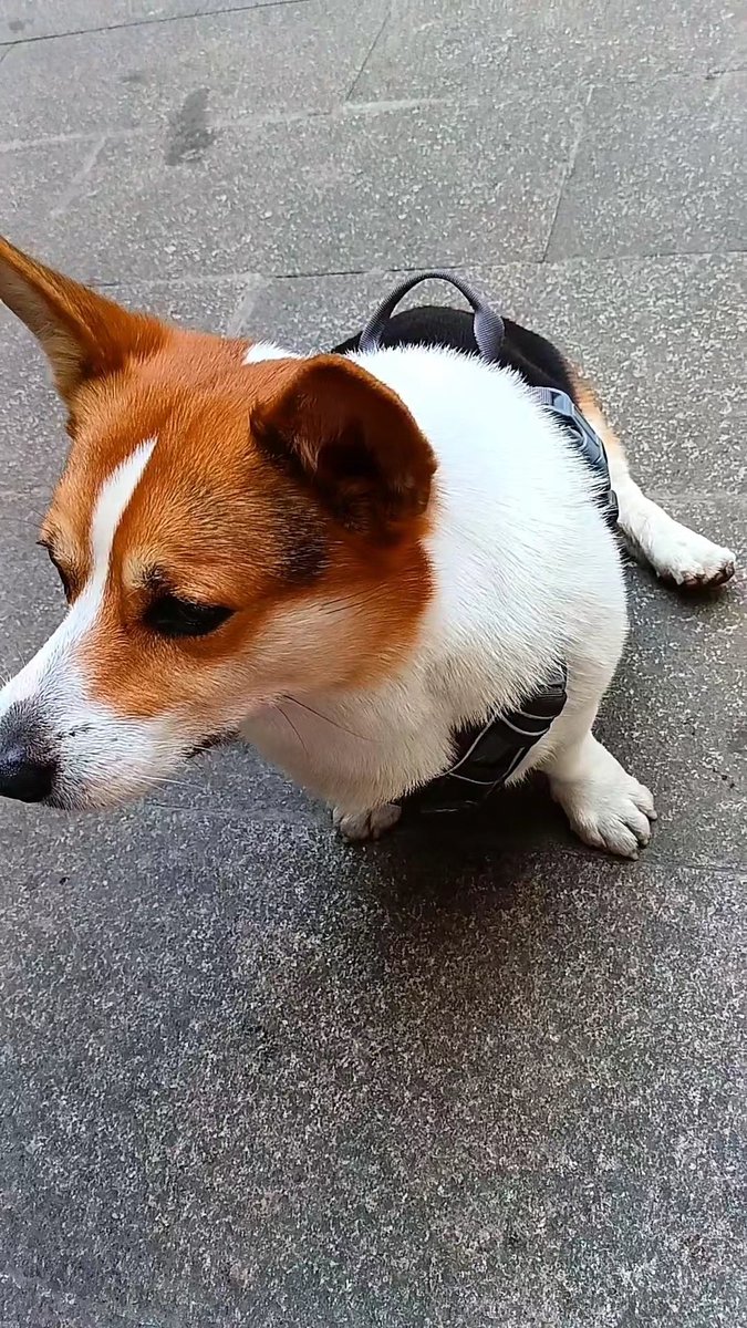 hinodanmi's tweet photo. [My little pup grew 2 inches and mastered "sit" this week—heart full!  Every small step is magic with fur babies!]， https://t.co/xRMtixMFUm