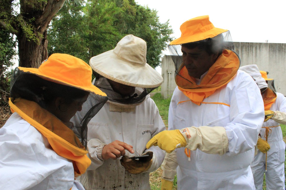 PaisCircular's tweet photo. Miel y datos: por qué tecnificar la apicultura es también proteger la economía familiar campesina 🍯📊👨🌾👇
https://t.co/J5xoxQM0MF
#abejas #Apicultura #DataObservatory #DíaNacionalDeLaMiel #LauraPérez #miel #Odepa #SAG #ServicioAgrícolaYGanadero #SIPEC #varroosis https://t.co/9kVAAuIdcT