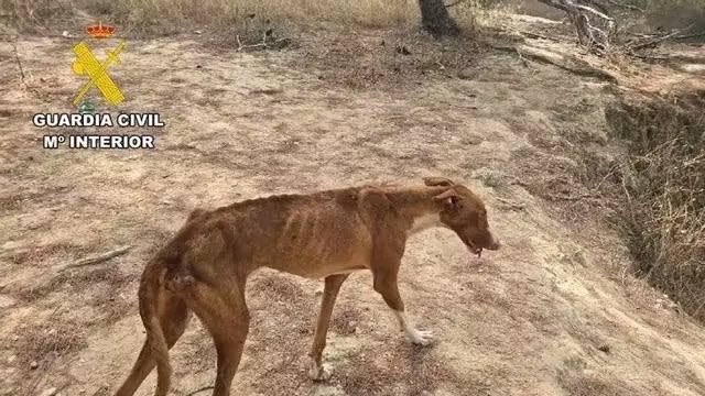 plataforma_NAC's tweet photo. 🔴 Investigan a un hombre en #Ibiza  por dejar sin agua ni comida a cinco podencos, uno de ellos muerto

@guardiacivil retira a los cuatro perros supervivientes y los entrega al CEPAD para su atención veterinaria urgente

👉 Noticia: https://t.co/GWwxkHTeAq

#NoAlaCaza
#Podenco https://t.co/JE0xVIJMKX