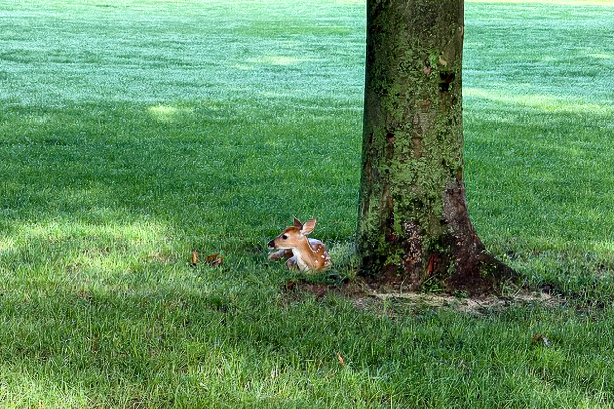 universityofri's tweet photo. The quad is looking extra deer-lightful today 🦌🤎

A big thanks to Lori Johnson for sharing this adorable sighting with us! https://t.co/XwNYzIaSJU