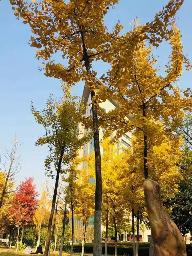 QuasyMojo's tweet photo. Cozy autumn vibes! Crisp air, golden leaves, and my favorite spiced latte = perfect Sunday. ， https://t.co/CQLKZBu0J0
