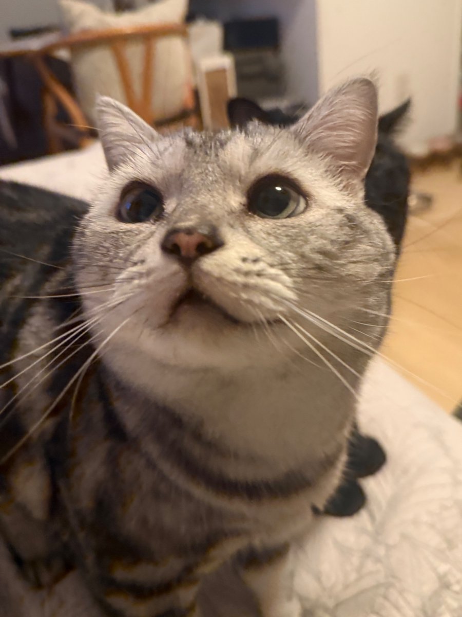 GSumisumi's tweet photo. おやつください💕

#アメショー #アメリカンショートヘア #猫好き #猫のいる生活  #猫 #ネコ #ねこ #cat #cats #catlife https://t.co/QVk54XH4jq