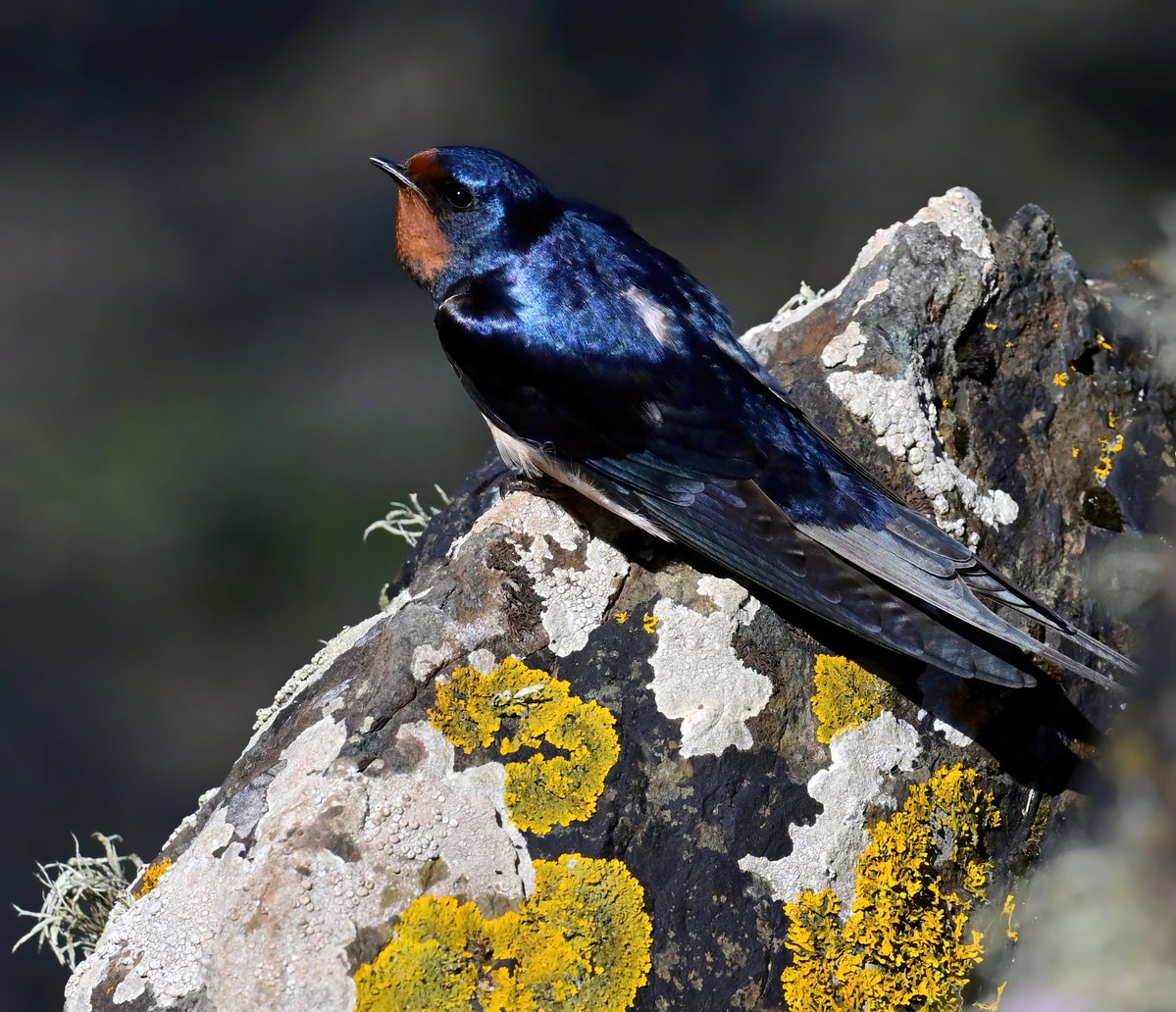 CarlBovisNature's tweet photo. A gorgeous Swallow on a lichen covered rock. 😍
 Taken recently at Martin's Haven in Pembrokeshire. 😊🐦 https://t.co/NMlaTQYYz0