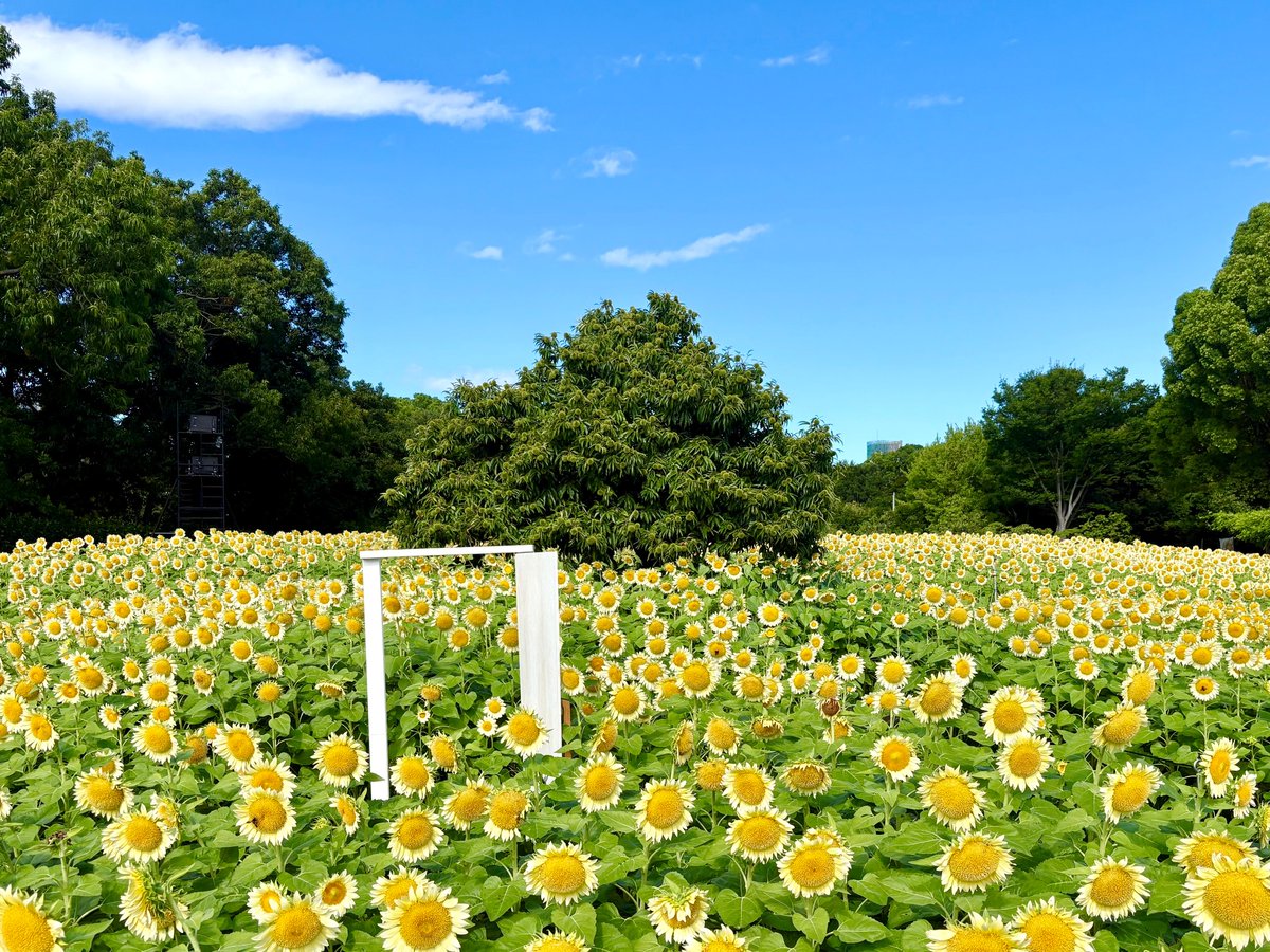 Mdg8P's tweet photo. 💁‍♀️🌱✿🌻❀🌿🙆‍♀️
長居植物園 @nagaib
🤍🌻白いひまわり、見ごろ継続中！🌻🤍

やさしい白色が夏空に映える、 涼やかで幻想的なひまわり畑✨

暑い日が続きますが、少しだけ涼しい気分を届けてくれます☀️🤍

この美しい景色を、ぜひお早めに🌻 https://t.co/EAJBwt86QD
