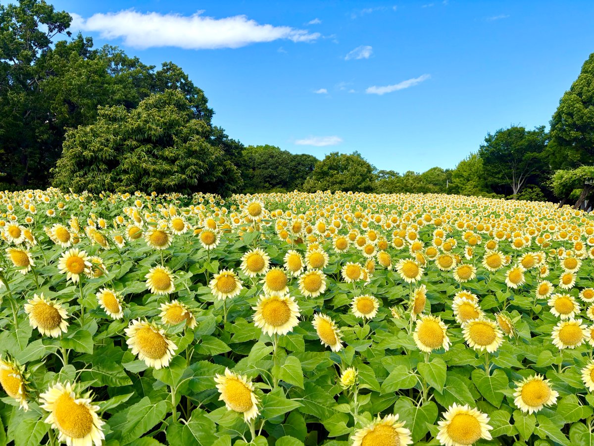Mdg8P's tweet photo. 💁‍♀️🌱✿🌻❀🌿🙆‍♀️
長居植物園 @nagaib
🤍🌻白いひまわり、見ごろ継続中！🌻🤍

やさしい白色が夏空に映える、 涼やかで幻想的なひまわり畑✨

暑い日が続きますが、少しだけ涼しい気分を届けてくれます☀️🤍

この美しい景色を、ぜひお早めに🌻 https://t.co/EAJBwt86QD