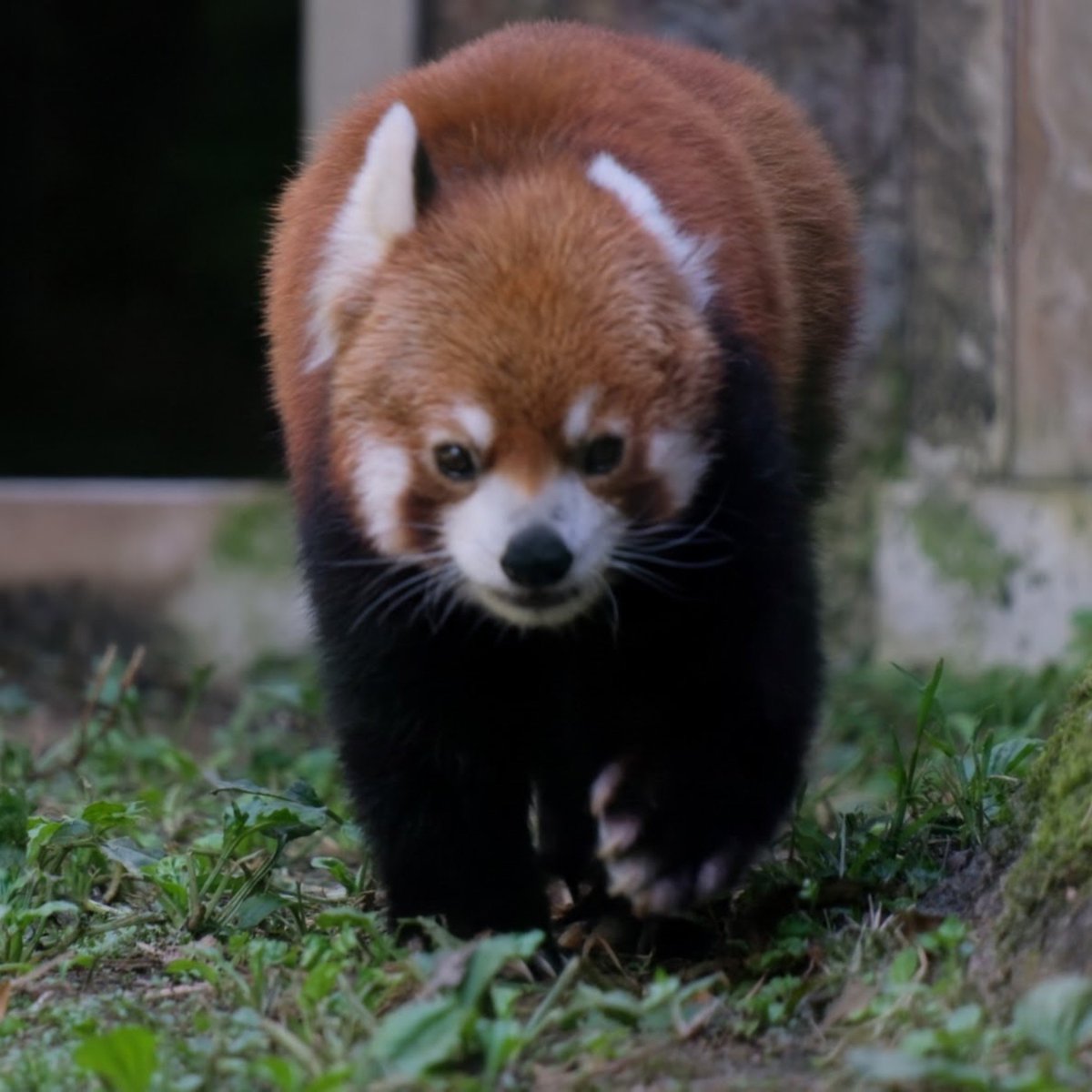 pandaba708's tweet photo. 📷️26 8/6（木）

ビッグダディ　

なのに子供から「赤ちゃんかな？」と言われてるフランケンでおはようございます☀

#多摩動物公園
#レッサーパンダ
#フランケン https://t.co/qujMUIXpex