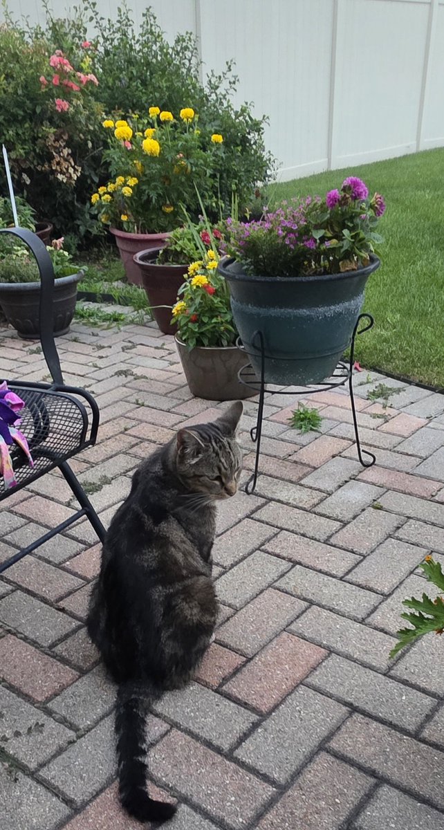 Tam_Butterfly's tweet photo. This handsome fellow is protecting my backyard.
😸
#citycat https://t.co/1VNOz58T0m