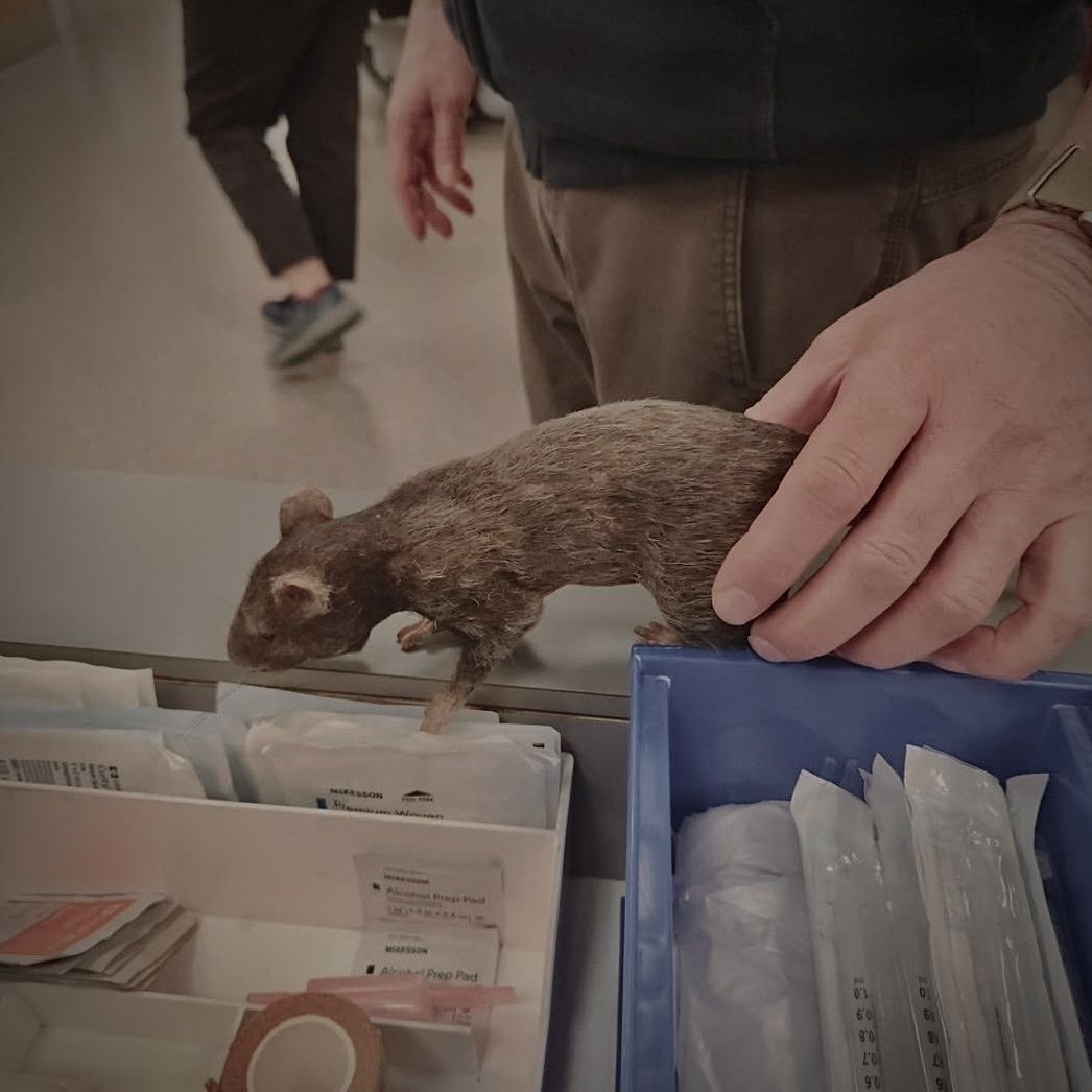 vespersine's tweet photo. rat https://t.co/FDo1wbnAa0