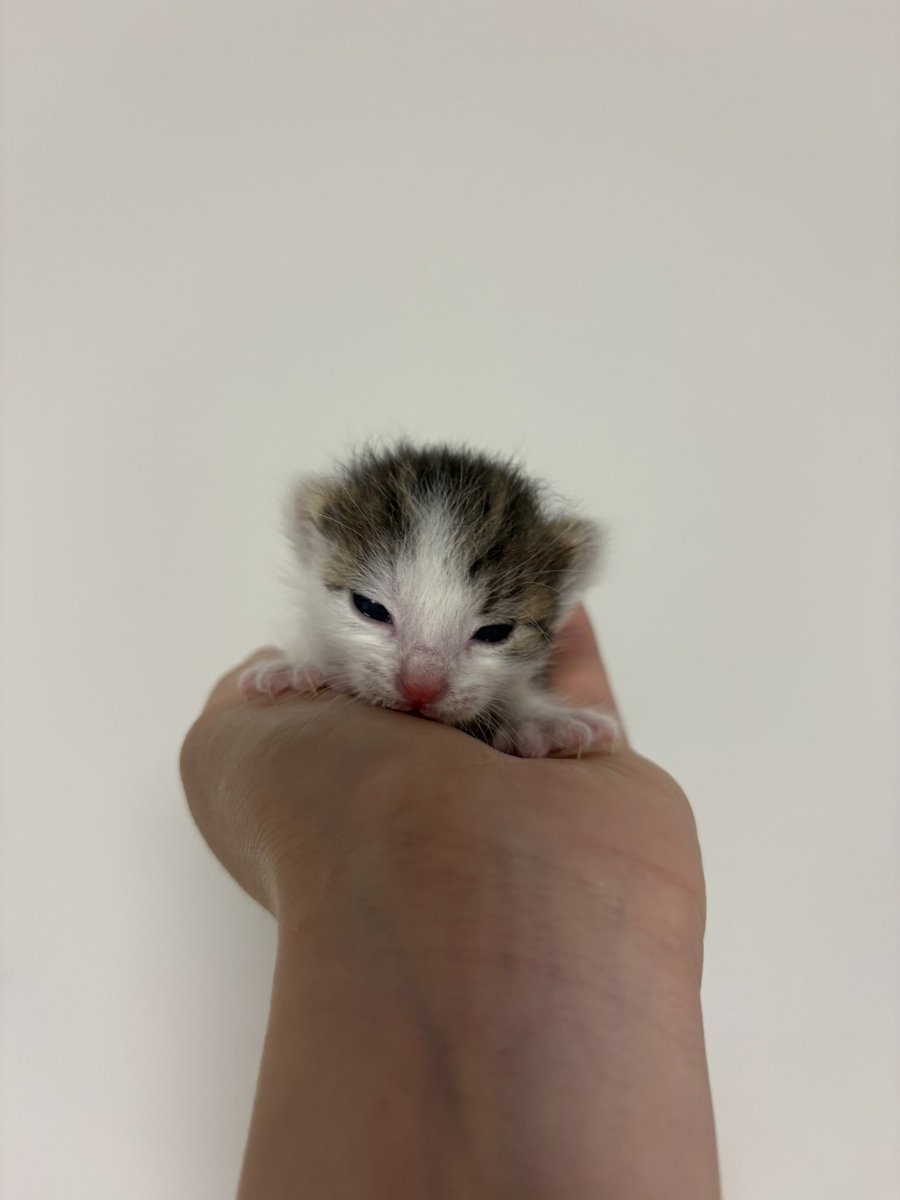 om3_g5's tweet photo. #SiMねこ盤 https://t.co/nYNJ3Srw1y