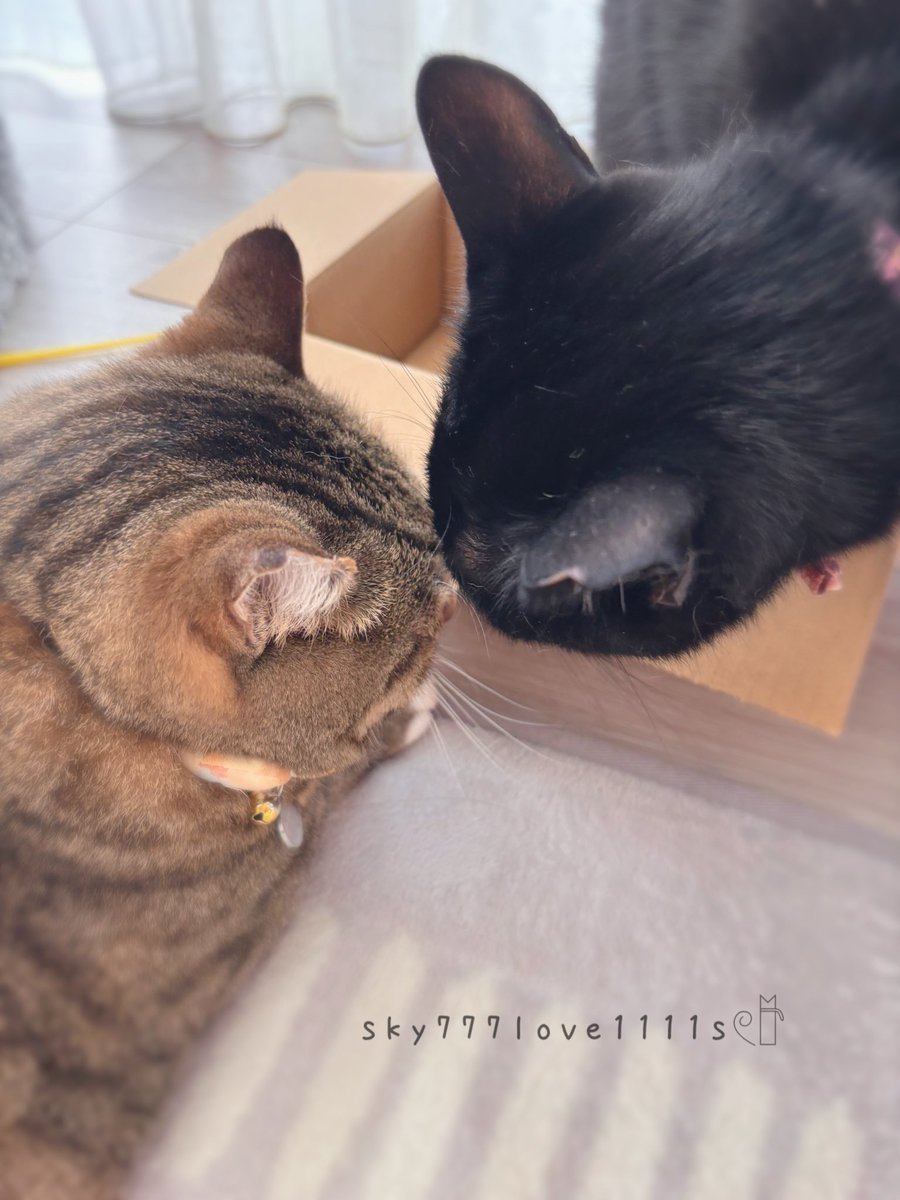 sky777love1111s's tweet photo. お仕事頑張ってきます
行ってきますᕙ( ˙-˙ )ᕗ

🐾 https://t.co/Q44CdaASPy