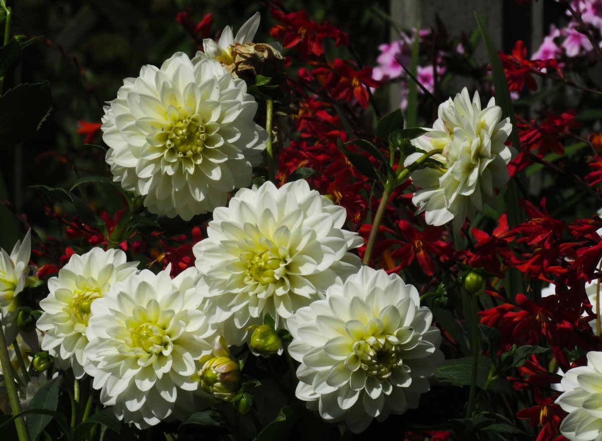 MatthewShute's tweet photo. Pleated orbs of flowing light,
layered, soft as whispered vows,
gilded hearts aglow in bright
white among the crimson rows
#FlowersOnFriday 
🌱 🤍 🌹 💚 https://t.co/pHsqFUGc0A