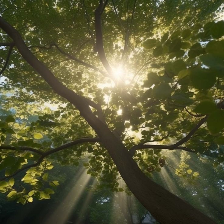 greenvibe's tweet photo. a beam of light through the foliage of a tree https://t.co/Y8GtXNRpdG