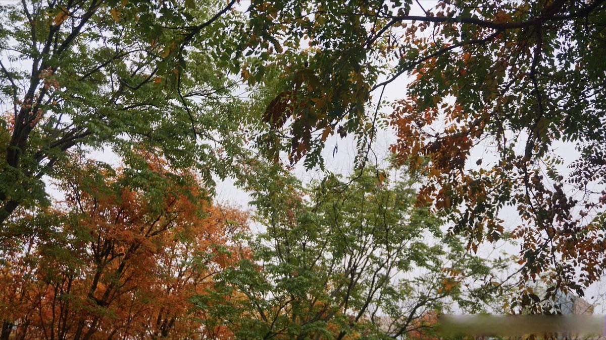 LizethHeinuaw's tweet photo. Woke up to golden autumn breeze and the first fallen leaf. Best kind of Monday vibe https://t.co/wstFx2lqIe