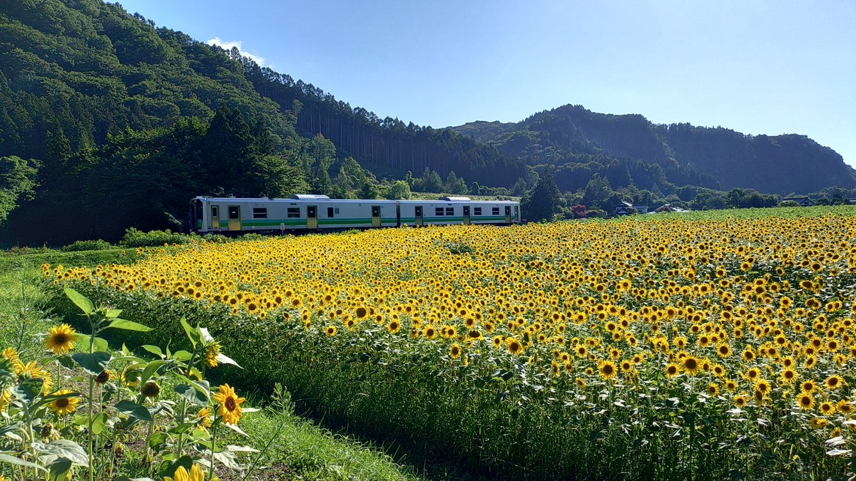 Hayachine_Paw's tweet photo. おはよがんす。
遠野市上郷町のひまわり畑がちょうど見頃です！
畑の横には釜石線の線路があるのでタイミングが良ければ通過する列車と一緒に撮ることもできますよ。

#隣にはミリュー
#はやちねさんぽ https://t.co/cPSMf91lNI