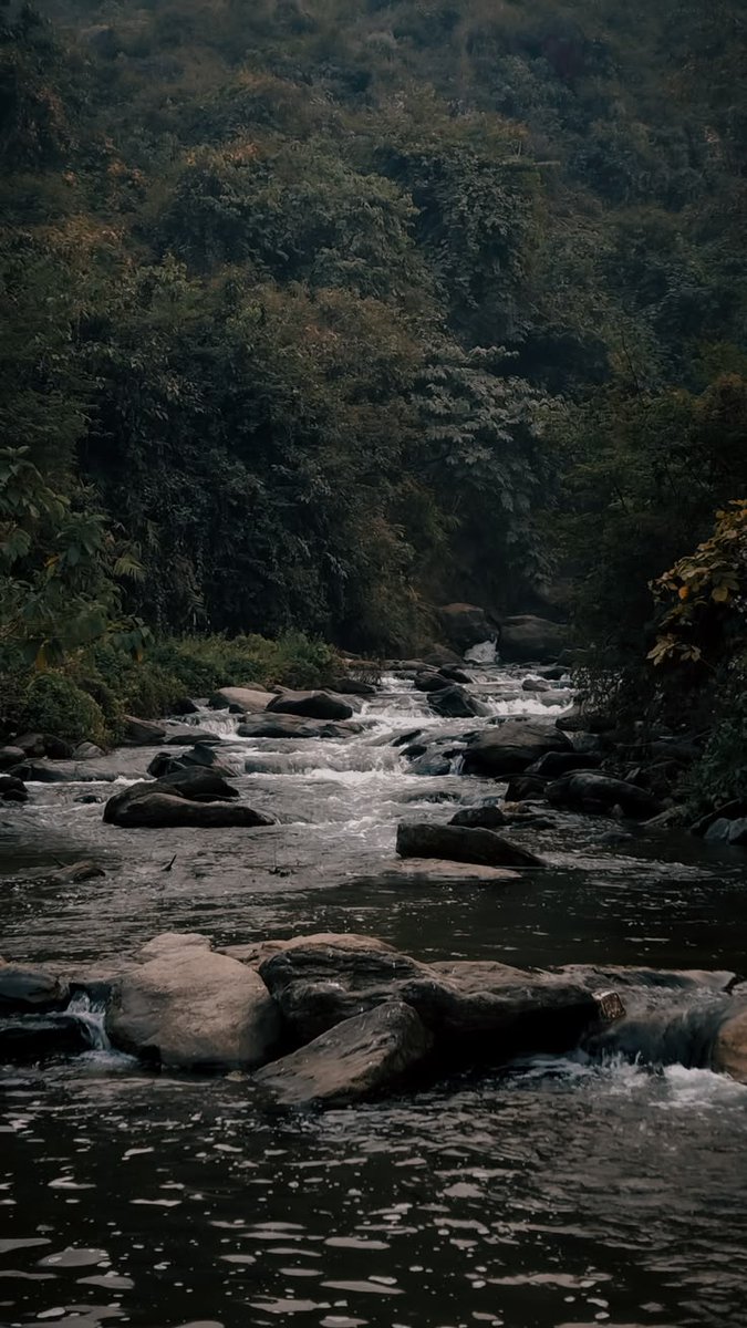greenvibe's tweet photo. dark nature https://t.co/idwv2SSzeZ