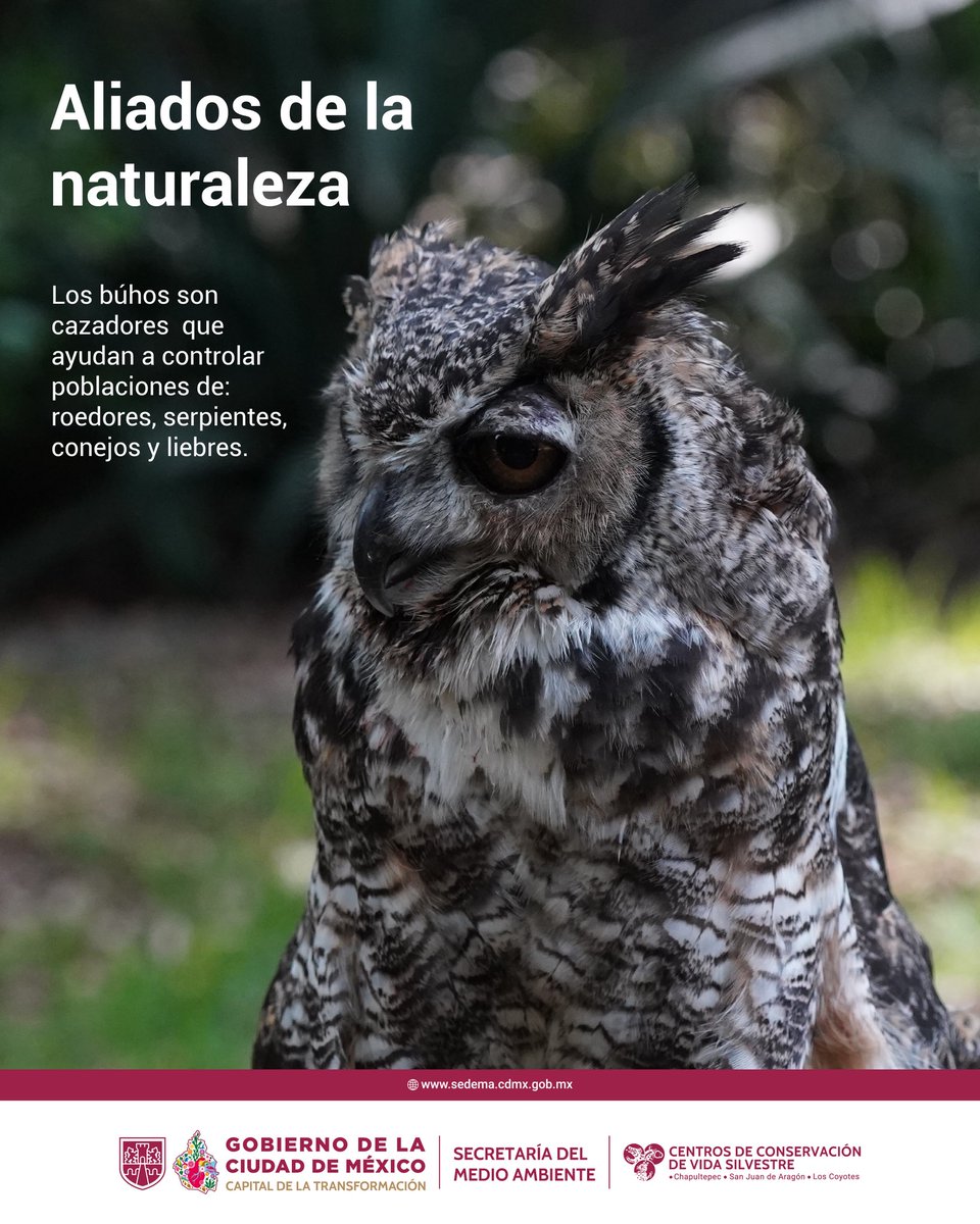 ZoologicosCDMX's tweet photo. Conoce sobre estas magníficas especies y ayúdanos a conservarlas en nuestros ecosistemas
#buho #CCVS #CDMX https://t.co/mbY0B2oYDk