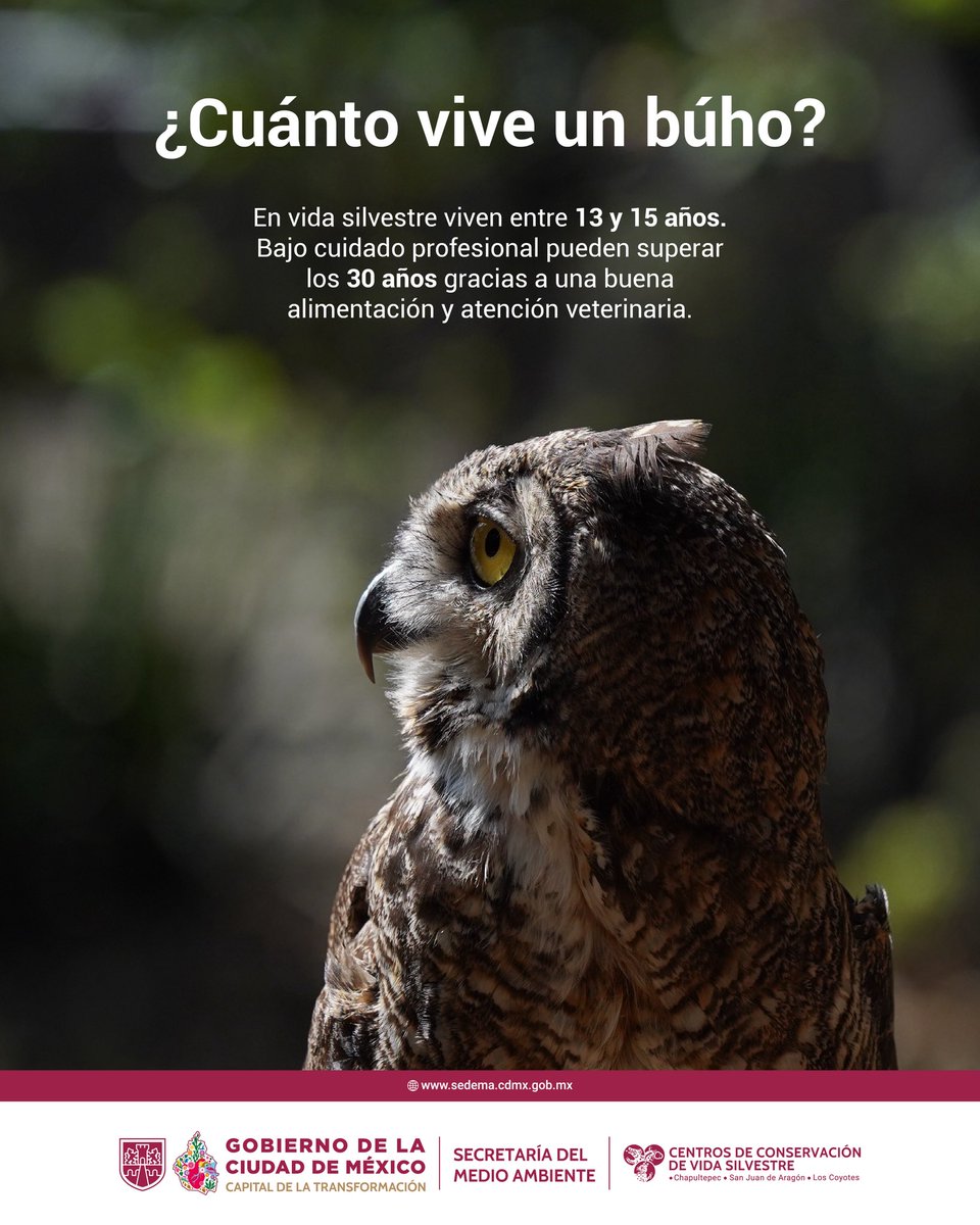 ZoologicosCDMX's tweet photo. Conoce sobre estas magníficas especies y ayúdanos a conservarlas en nuestros ecosistemas
#buho #CCVS #CDMX https://t.co/mbY0B2oYDk