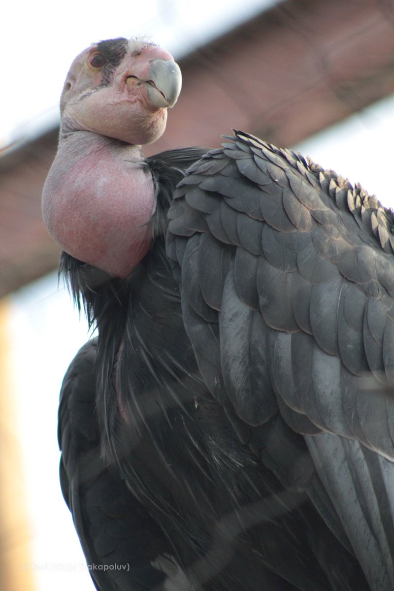 kakapoluv's tweet photo. nobody gets it when i say california condors are cute. i love the double chin they have it makes them look like they're smiley https://t.co/Yt5QyNaiqi