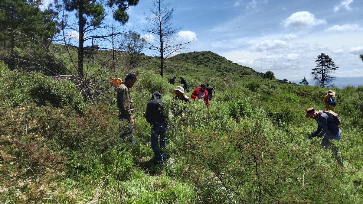 AmbienteEdomex's tweet photo. El @Edomex a través de esta Secretaría realizó una #JornadaDeRestauración en el paraje El Alcanfor en el Parque Estatal Cerro Gordo de #Axapusco, se plantarón 900 árboles de huizache para fortalecer las acciones de conservación y restauración del #MedioAmbiente. 
#ElPoderDeServir https://t.co/7gmRU48N3N