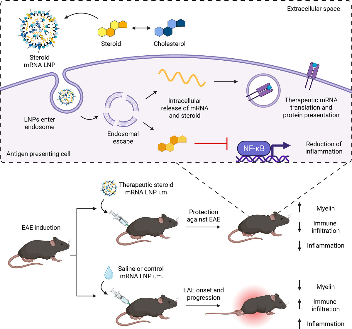 MJMitchell_Lab tweet picture