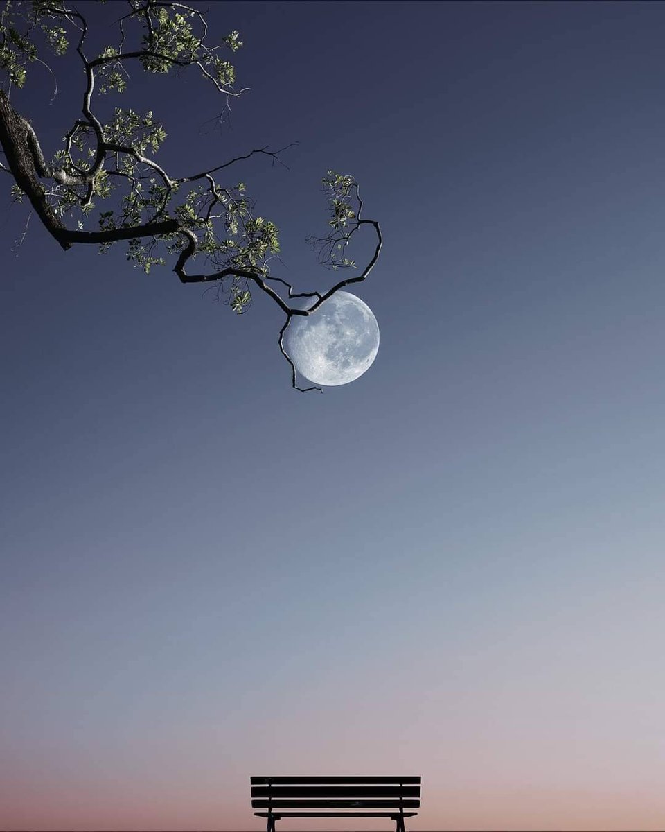 Ibn_Abi_Bakr's tweet photo. غَرَّاءُ كَالْقَمَرِ الْمَشْهُورِ حِينَ بَدَتْ
لاَ بَلْ بَدَا مِثْلَهَا حِينَ اسْتَوَى الْقَمَرُ https://t.co/GrmgBuDGKb
