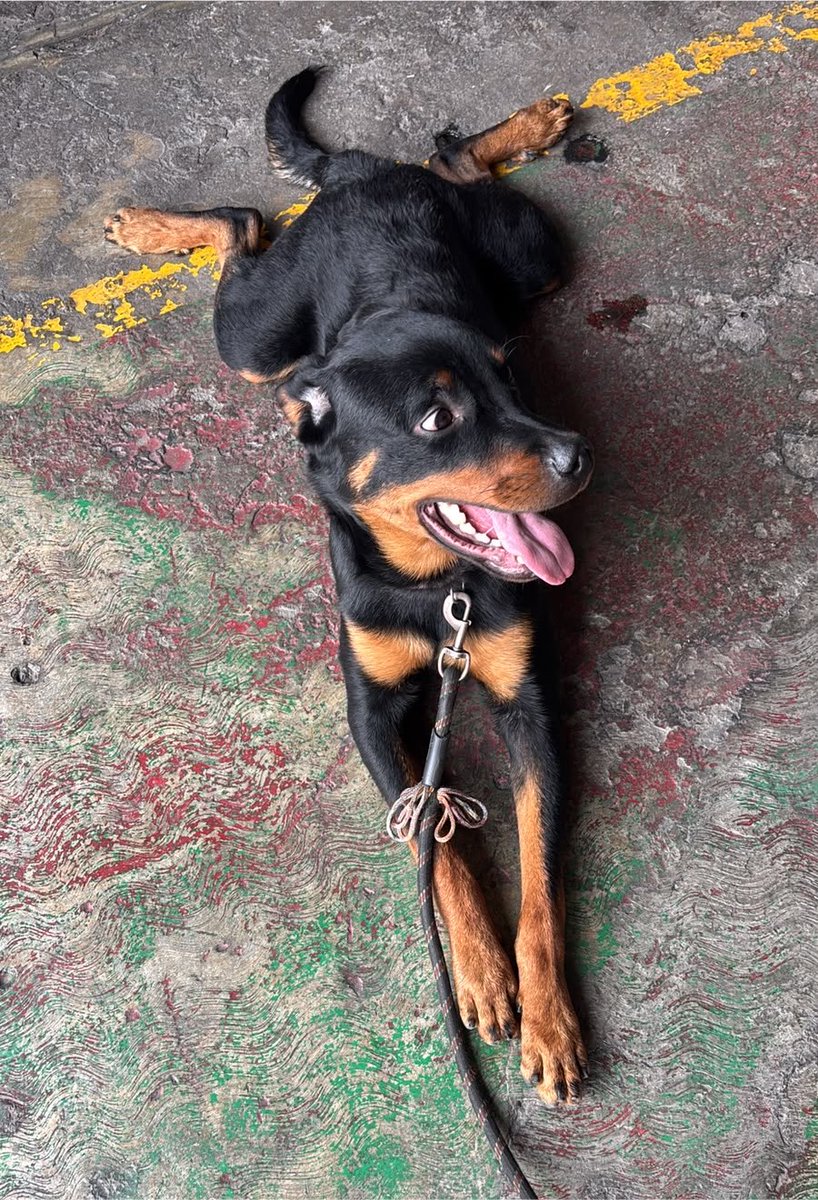 HELA_MORE's tweet photo. Les presentamos a Benito. 🩷

Hace unas semanas fue rescatado de la calle. Se buscó a su familia con la esperanza de que alguien lo estuviera esperando, pero nadie lo reclamó. 💔

La persona que lo encontró ya no podía seguir resguardándolo y, como soy muy metiche cuando se trata de ayudar perritos, pues Benito terminó conmigo. 🐶

Llegó con nosotros ya vacunado, desparasitado y esterilizado, así que está listo para encontrar el hogar que tanto merece.

Si quieres conocerlo o darle una oportunidad, mándanos un mensaje. 🩷

🐾 2 años de edad.
🐾 Talla mediana a grande.
🐾 Protocolo completo.
🐾 Convive muy bien con otros perritos.

📍Estamos en CDMX.

¡Ayúdanos compartiendo para que Benito encuentre a su familia!