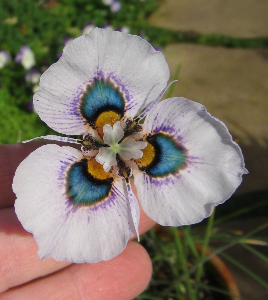 greenvibe's tweet photo. Imagine a bunch of these in your garden! https://t.co/32EhrIXHuk