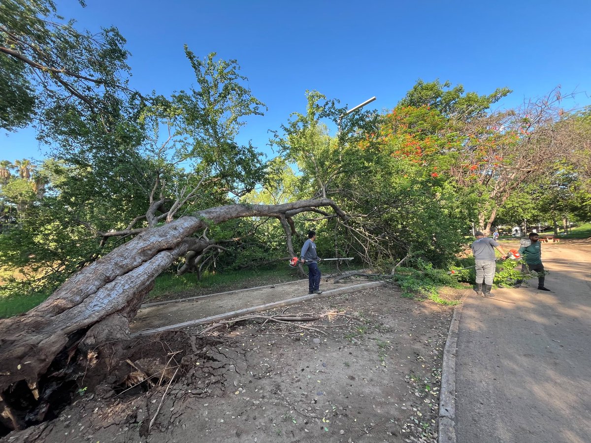 ParqueRiberas's tweet photo. Como medida de precaución, realizamos el retiro preventivo de un árbol para brindar mayor seguridad a quienes visitan el Parque Las Riberas. https://t.co/2zxPpYgVTM