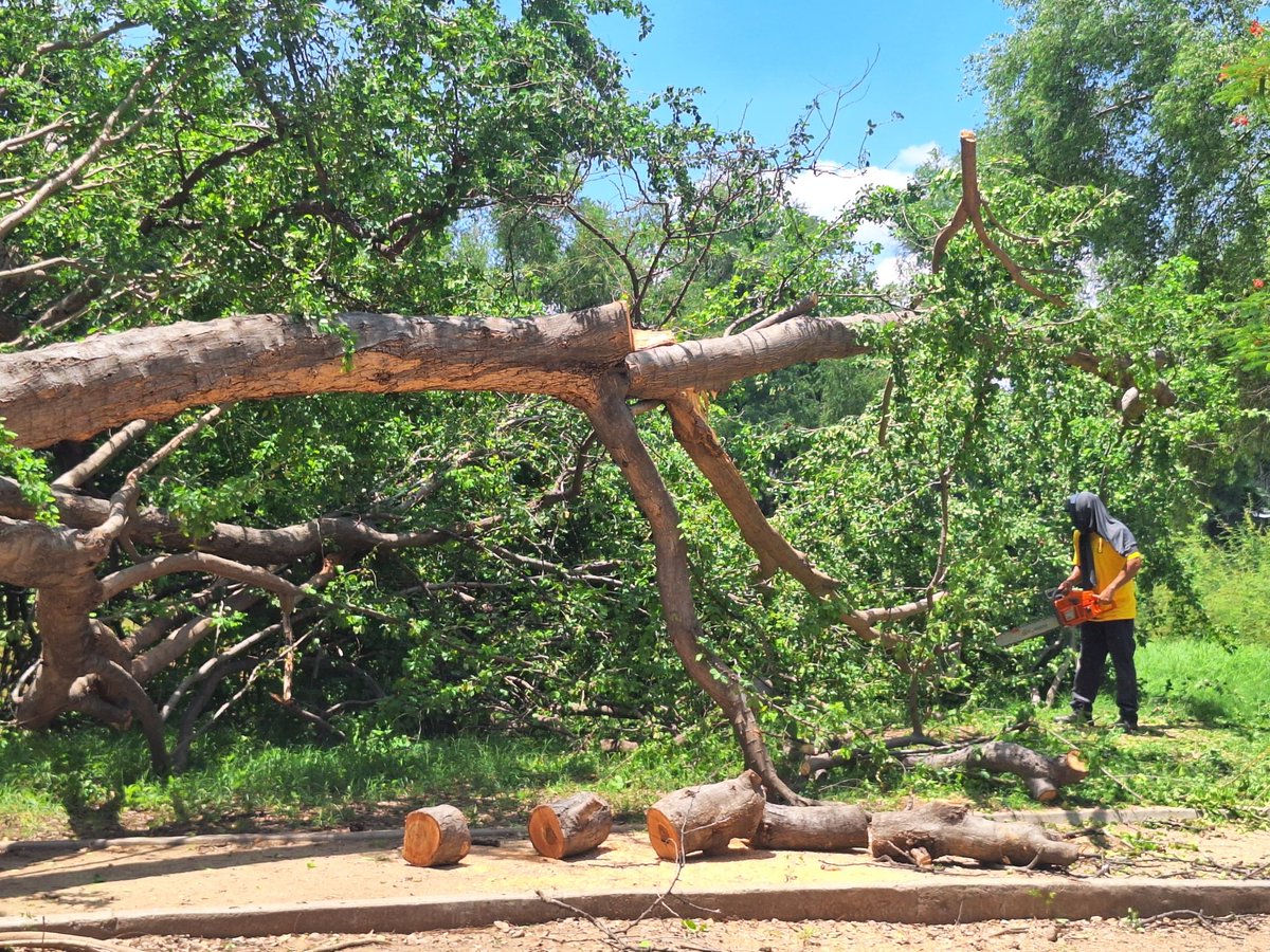 ParqueRiberas's tweet photo. Como medida de precaución, realizamos el retiro preventivo de un árbol para brindar mayor seguridad a quienes visitan el Parque Las Riberas. https://t.co/2zxPpYgVTM