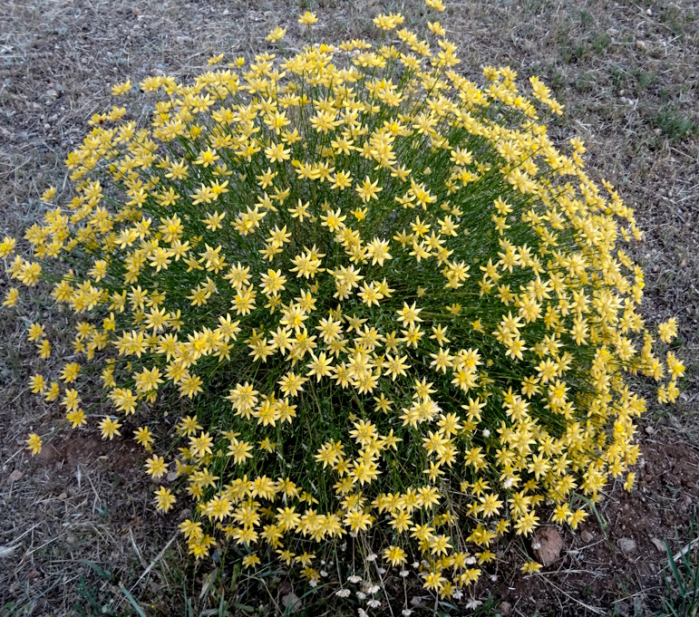 Pacopelegrina2's tweet photo. ¡Buenas noches para todos!
Bolina (Genista umbellata)
“Las cosas tienen vida propia, todo es cuestión de despertarles el ánima” Frase del gitano Melquíades en “Cien años de soledad”
#bolina #genistaumbellata #Melquíades #CienAñosDeSoledad https://t.co/CzWPXEVsCo