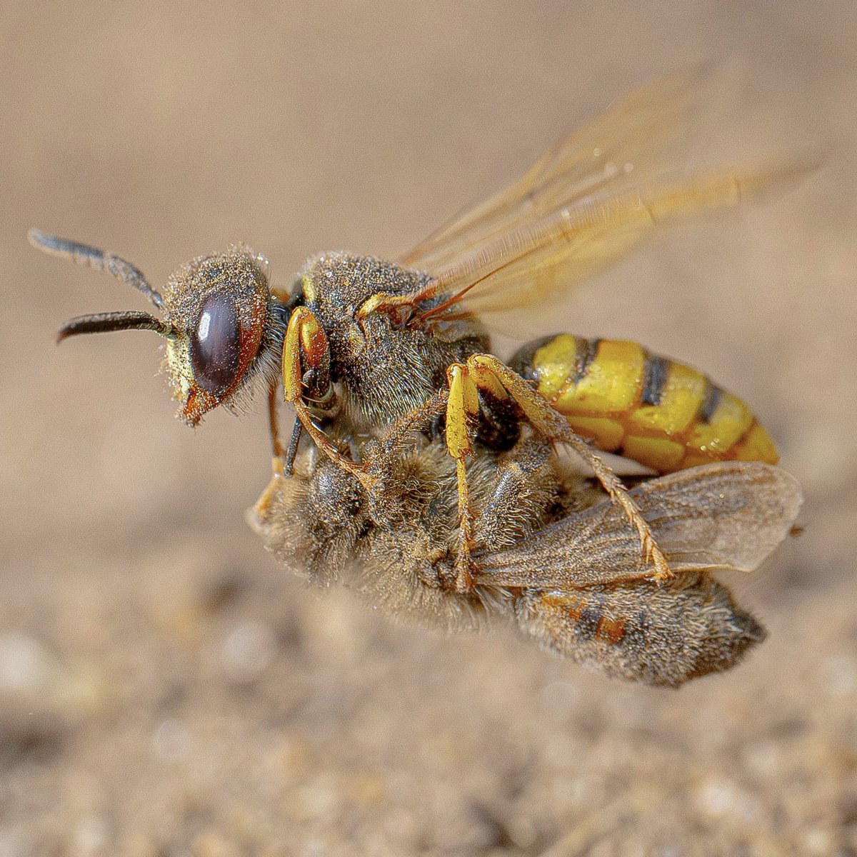 macro_action's tweet photo. Bee ain’t heavy, he’s not my brother
Beewolf wasp carrying a honey bee with some nice details on both.
Nikon Z9 and Z105mm macro
SS1/3200 F8 ISO3200
#beewolf #bees #bee #honeybee #macro https://t.co/jGsL2OjEw3