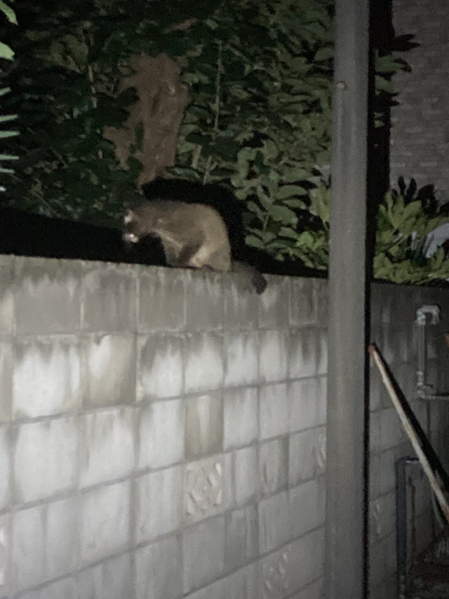 ichitaroN4's tweet photo. 外出たら
ギュイーとか
キューみたいな鳴き声が

近づいたら散っていった
暗くてよく見えなかったけど
3匹はいた

なにこれ？
どっからきた？ https://t.co/ZmVp5svexP