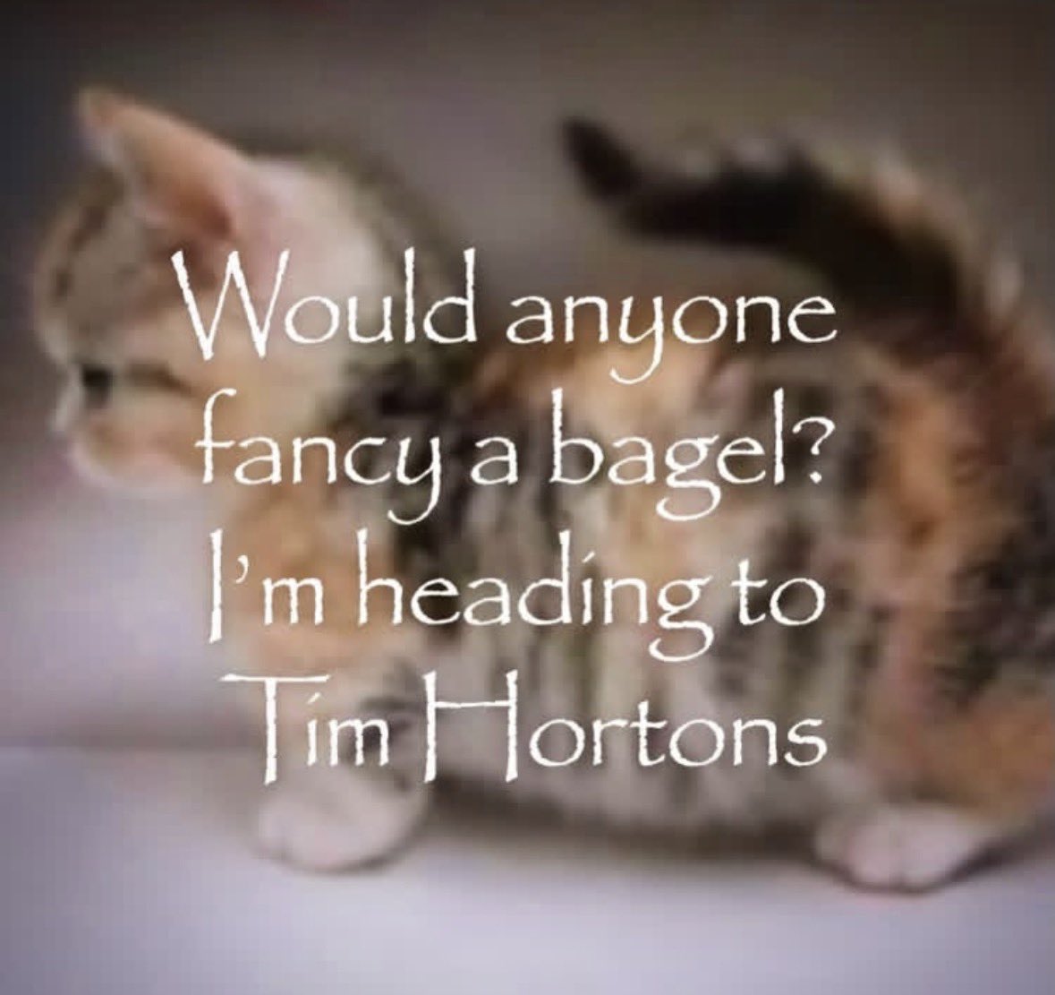 literallymecats's tweet photo. https://t.co/wlfLsX8hLD