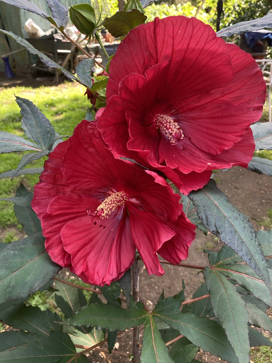bellewitch66's tweet photo. Twins! Swamp Mallow #NativePlant cultivar π https://t.co/x9Siz0rWww