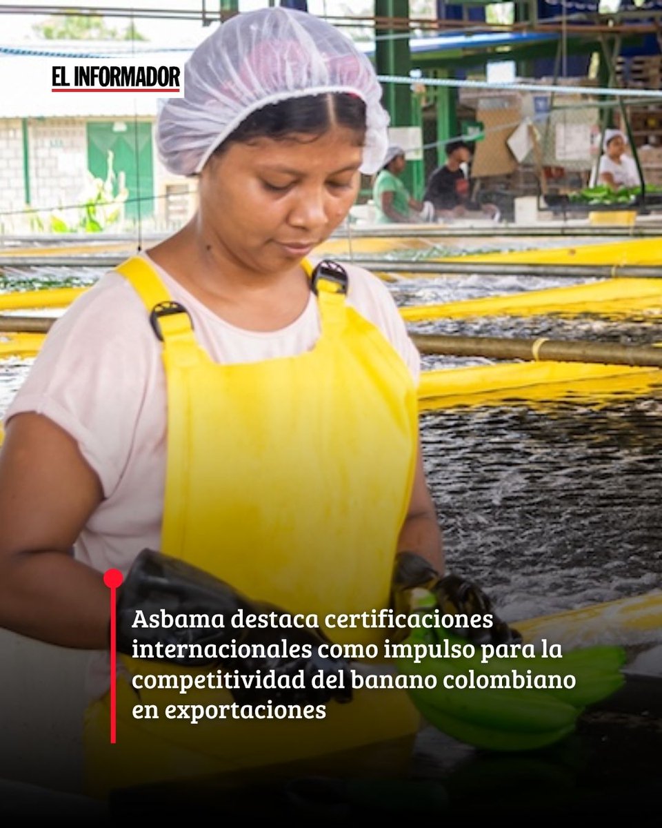 ElInformador_SM's tweet photo. 🍌 El banano del Caribe colombiano fortalece su presencia en los mercados internacionales. Productores del Magdalena y La Guajira continúan respaldando su competitividad con certificaciones que garantizan sostenibilidad ambiental, responsabilidad social, inocuidad alimentaria y trazabilidad durante todo el proceso productivo.

🌱🌎 Desde Asbama destacaron que estos estándares también impulsan inversiones en protección ambiental, bienestar de los trabajadores y desarrollo de las comunidades rurales, consolidando al banano colombiano como un producto responsable y competitivo a nivel mundial ⤵️
https://t.co/DxGvpzjS69
