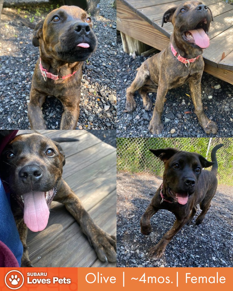 StatelineSubaru's tweet photo. Meet Olive, our Pet of the Week from @foreverpaws!

Looking for a velcro pup that wants to live in your skin? Olive is your girl! She'll need basic training for all things puppy, but she is SO friendly and SO smart! + she loves attention &amp; cuddles 💙 

🐾 https://t.co/gpYYVJhV2Q https://t.co/e1iMV53tkb