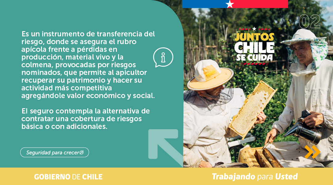 MinagriCL's tweet photo. 🐝 En el #DíaNacionalDeLaMiel, te contamos que @Agroseguroscl cuenta con un Seguro Apícola con subsidio estatal para proteger tu actividad.

Este seguro permite resguardar la producción, las colmenas y el material vivo frente a distintos riesgos, entregando mayor seguridad a las y los apicultores para recuperar su patrimonio y fortalecer el desarrollo de la apicultura.

🍯 Infórmate más en https://t.co/DuEWIuFAu3