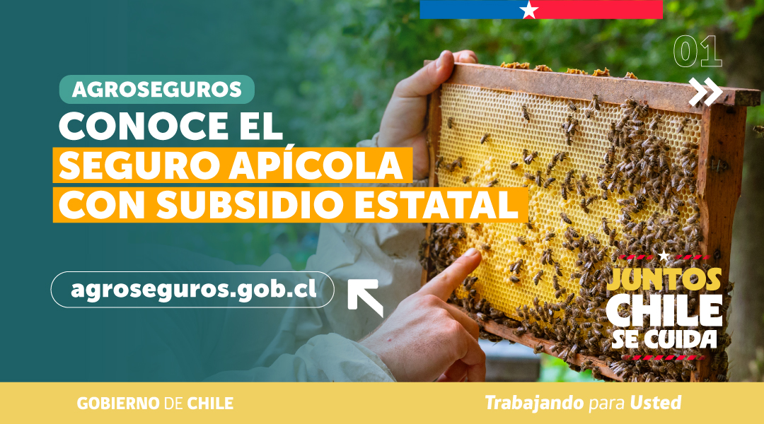 MinagriCL's tweet photo. 🐝 En el #DíaNacionalDeLaMiel, te contamos que @Agroseguroscl cuenta con un Seguro Apícola con subsidio estatal para proteger tu actividad.

Este seguro permite resguardar la producción, las colmenas y el material vivo frente a distintos riesgos, entregando mayor seguridad a las y los apicultores para recuperar su patrimonio y fortalecer el desarrollo de la apicultura.

🍯 Infórmate más en https://t.co/DuEWIuFAu3