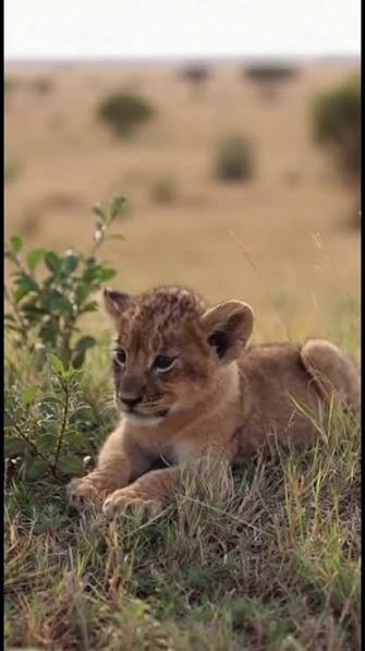 UngaGR's tweet photo. @kiosolana
@NatGeo
@HansZimmer
@Jon_Favreau
@Disney https://t.co/qVUQhjy2KN