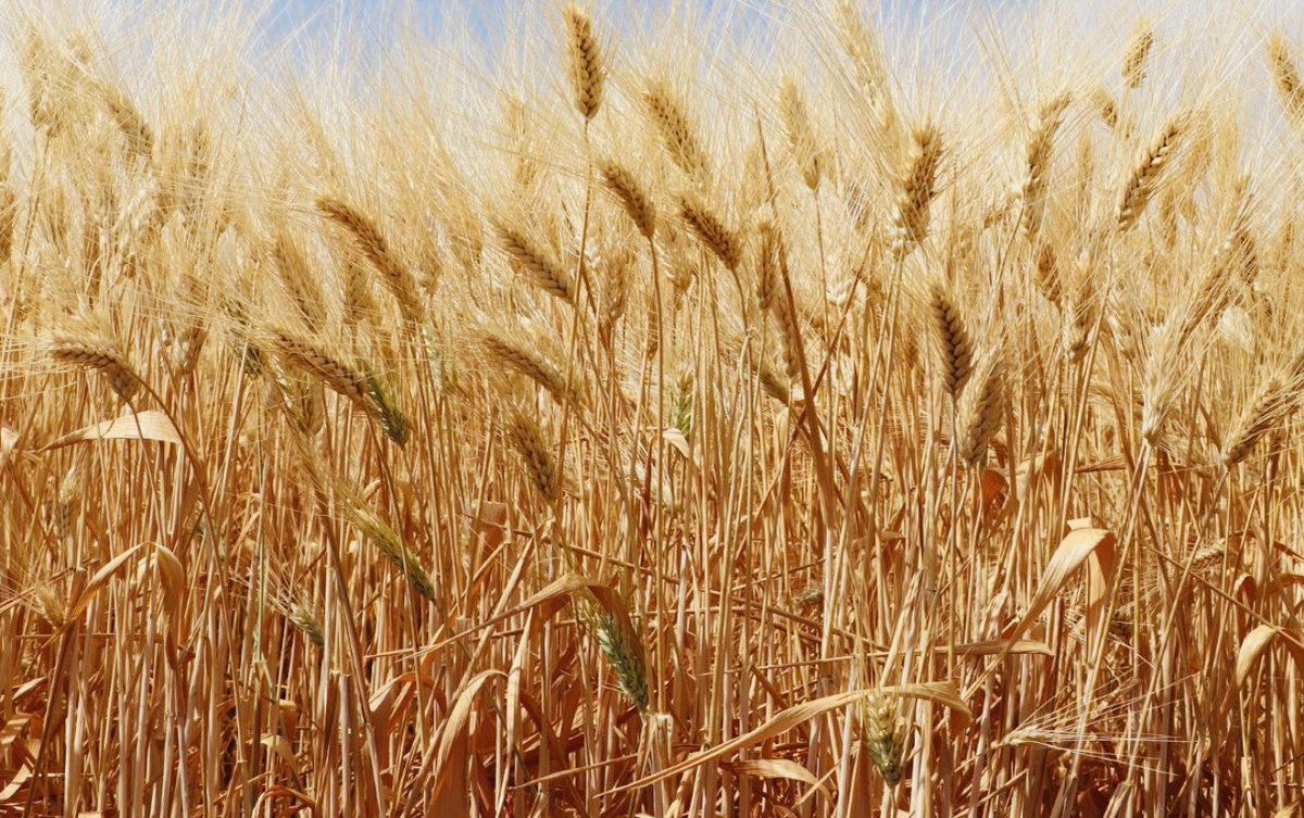 PoteDior's tweet photo. “Yield potential is built before flowering, but yield is secured during grain filling. Every healthy green leaf during this period is a factory producing carbohydrates that ultimately become grain. Protect the canopy, manage irrigation wisely, &amp; allow the crop to finish strong.” https://t.co/RcheL6U2hu