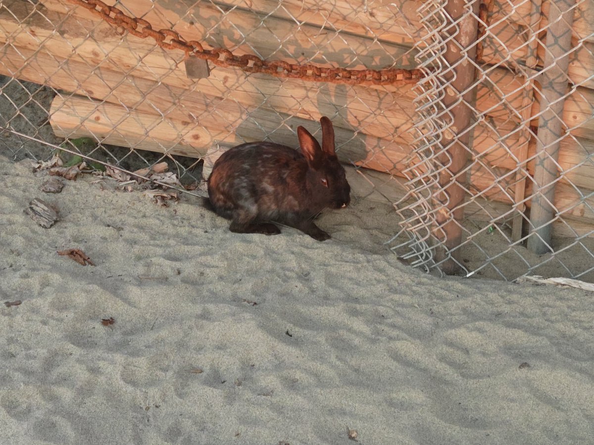 2000wonderer's tweet photo. I went beach area at Vancouver, BC. Volleyball, swimming, some are grill, kayak, paddleboard, sailboat and cargo ships! It's chaos but no polices.
バンクーバーのビーチへ。バレーボールしてたり泳いでたりなんか焼いてたりカヤックやSUPやミニヨットに貨物船まで！カオスでしたが平和な感じ https://t.co/vAPL148HXy